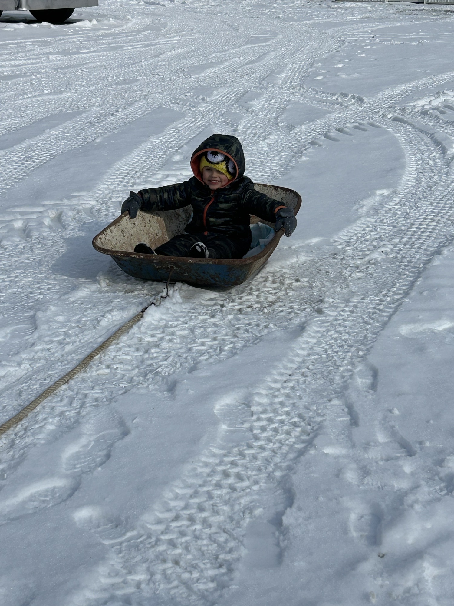 Sledding Shenanigans: The Great Gator-Pulled Wheelbarrow Adventure
